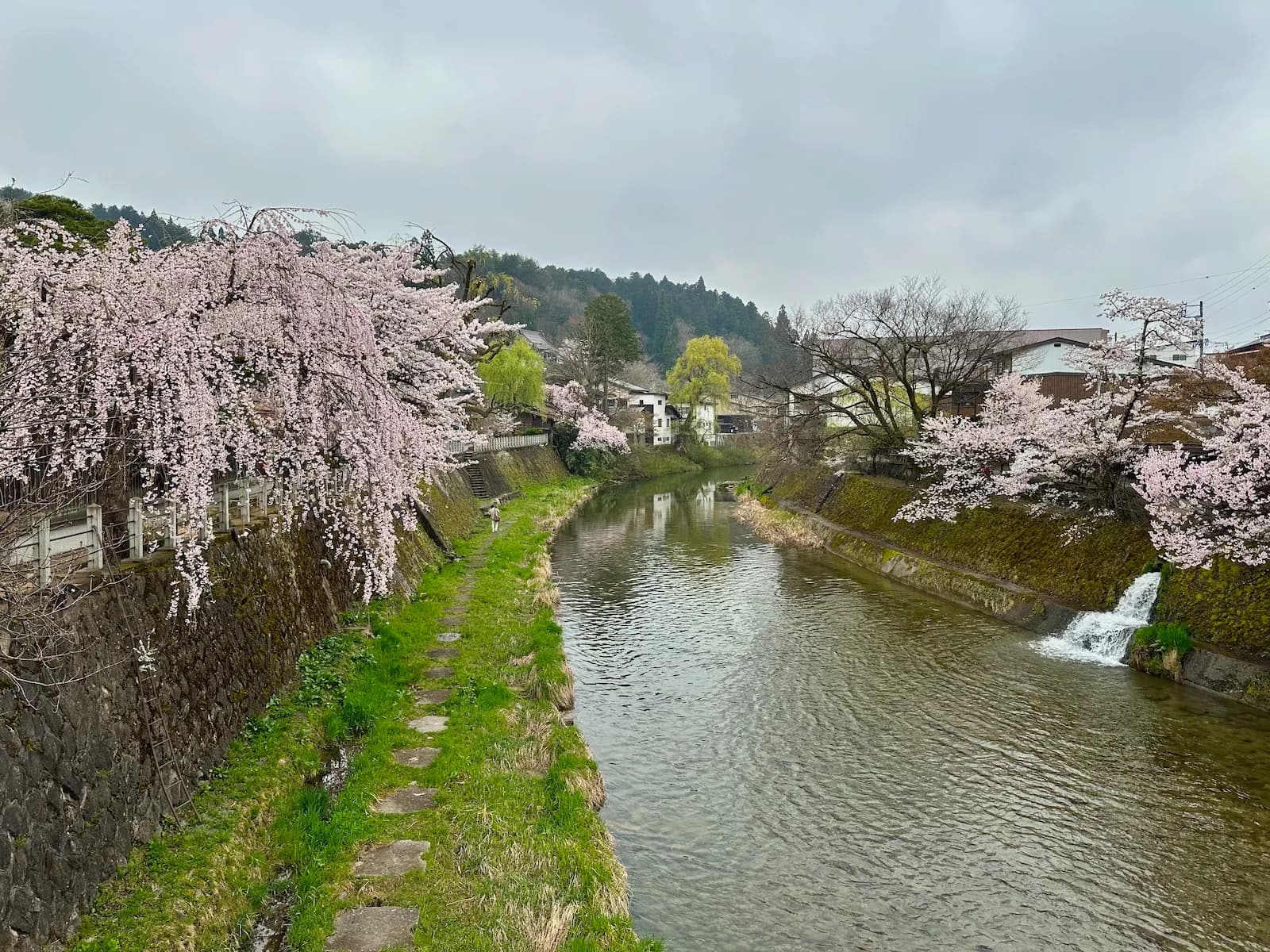 Cherry blossom stream near the home